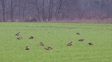 Flock of egyptian gooses on green meadow in winter searching for food and grazing green grass as migrant birds with migration background invading German agricultural fields and farming countryside