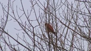 Brown hawk sitting on tree attentively watching for prey and hunting for rodents like squirrels and mice as bird of prey and flying predator in Germany perching while birdwatching and ornithology view