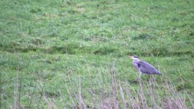 Attentive gray heron hunting for animals in green shore meadow with gray feathers and long beak hunts by wading through wetland and marsh for mice and rats as prey with clear view and attacks its prey