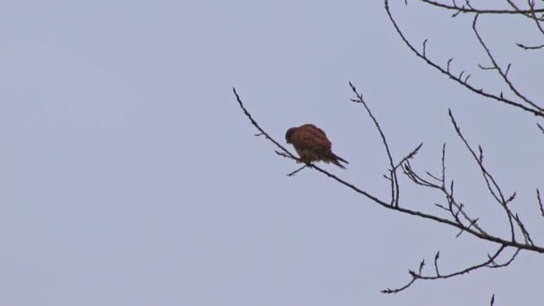 Brown Hawk Sitting Tree Attentively Watching Prey Hunting Rodents Squirrels — Video