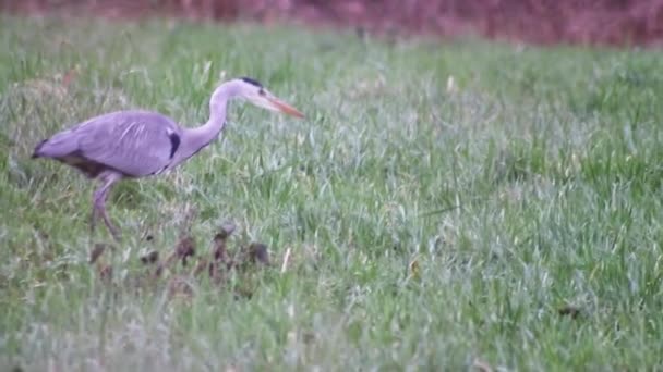 Aufmerksame Graureiher Jagen Auf Der Grünen Uferwiese Mit Grauen Federn — Stockvideo