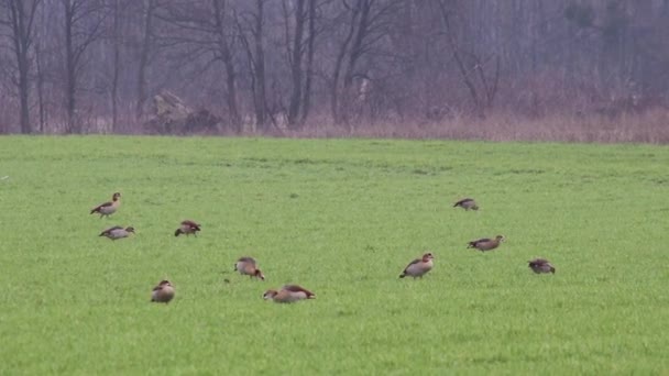 Flock Egyptian Gooses Green Meadow Winter Searching Food Grazing Green — Wideo stockowe