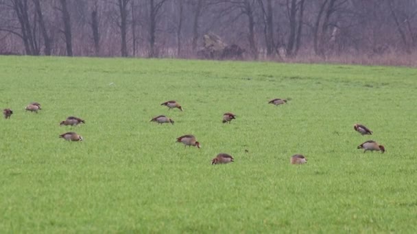 Flock Egyptian Gooses Green Meadow Winter Searching Food Grazing Green — Vídeo de Stock
