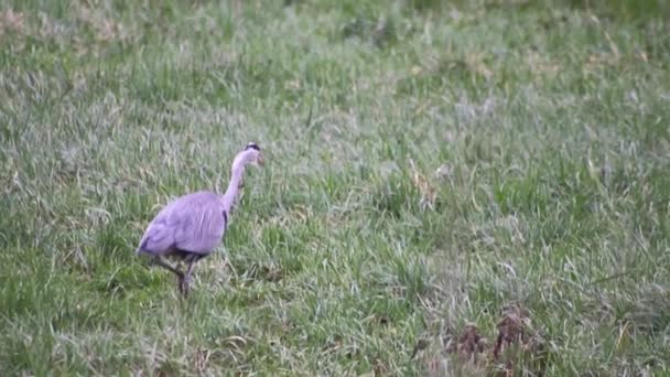 Attentive Gray Heron Hunting Animals Green Shore Meadow Gray Feathers — 图库视频影像