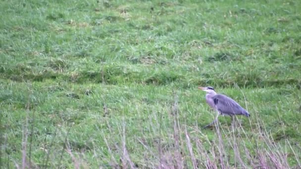 Attentive Gray Heron Hunting Animals Green Shore Meadow Gray Feathers — Stockvideo