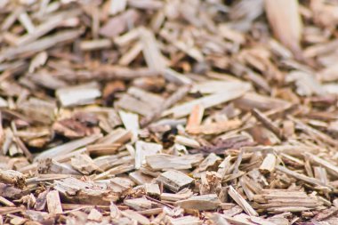 Yakın çekim makro görüntüsünde ahşap arkaplan olarak pek çok ahşap yonga yenilenebilir kaynaklar ve tahta talaşı ve ahşap kesim geri dönüşümlü sürdürülebilir malzemeler gösteriyor oyun alanları ve pelet ısıtma malzemeleri için