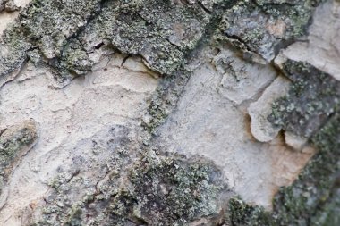 Rough tree bark with fine natural structures and patina of rough tree bark as natural and ecological background shows bark surface details in close-up macro view with scars and cracks wooden surface
