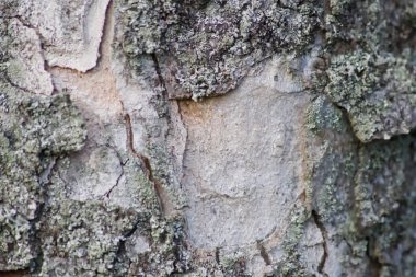 Rough tree bark with fine natural structures and patina of rough tree bark as natural and ecological background shows bark surface details in close-up macro view with scars and cracks wooden surface