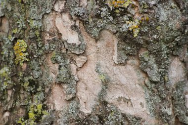 Rough tree bark with fine natural structures and patina of rough tree bark as natural and ecological background shows bark surface details in close-up macro view with scars and cracks wooden surface