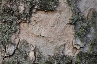 Rough tree bark with fine natural structures and patina of rough tree bark as natural and ecological background shows bark surface details in close-up macro view with scars and cracks wooden surface