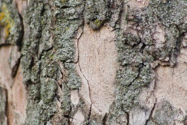 Rough tree bark with fine natural structures and patina of rough tree bark as natural and ecological background shows bark surface details in close-up macro view with scars and cracks wooden surface