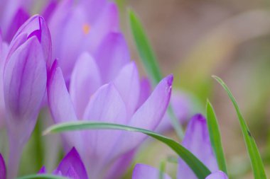 Pink filigree crocus flower blossoms in green grass for spring feelings welcome insects like honey bees in february spring time as macro with blurred background in garden landscape blooming violet