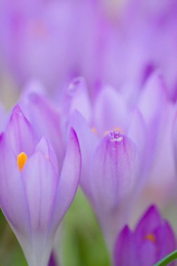 Pink filigree crocus flower blossoms in green grass for spring feelings welcome insects like honey bees in february spring time as macro with blurred background in garden landscape blooming violet