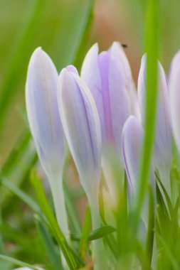 Pink filigree crocus flower blossoms in green grass for spring feelings welcome insects like honey bees in february spring time as macro with blurred background in garden landscape blooming violet