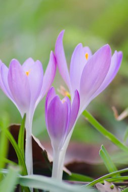 Pink filigree crocus flower blossoms in green grass for spring feelings welcome insects like honey bees in february spring time as macro with blurred background in garden landscape blooming violet