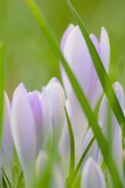 Pink filigree crocus flower blossoms in green grass for spring feelings welcome insects like honey bees in february spring time as macro with blurred background in garden landscape blooming violet