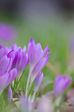Pink filigree crocus flower blossoms in green grass for spring feelings welcome insects like honey bees in february spring time as macro with blurred background in garden landscape blooming violet