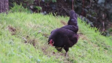 Siyah tavuk, organik tarım arazilerindeki mutlu tavuklardan organik gıda ve organik et almak için dışarıda yiyecek ve tahıl topluyor.