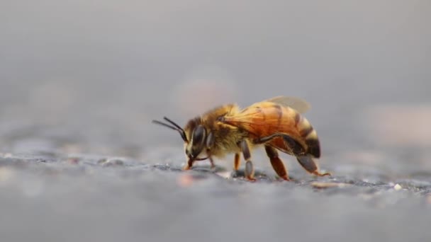 单只蜜蜂在地面整形的翅膀和腿上采集花粉前 是蜂蜜生产的重要授粉者 在近景宏观视野中 有细长的翅膀 在街头低视角蜂体 — 图库视频影像