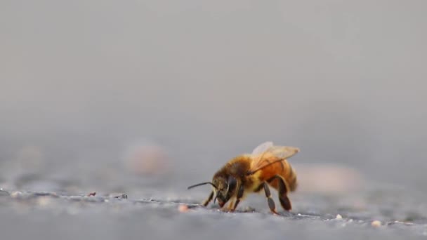 Pojedyncza Pszczoła Ziemi Pielęgnacji Skrzydeł Nóg Przed Zebraniem Pyłku Jako — Wideo stockowe
