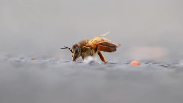 Einzelne Biene Auf Dem Boden Pflegt Flügel Und Beine Bevor — Stockvideo