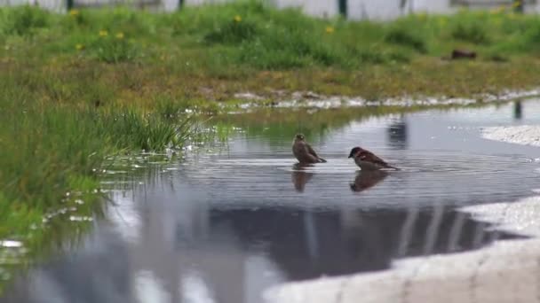 在水坑里洗澡的麻雀在水里洗净羽毛摇曳羽毛冷却后 在水坑里洗澡的麻雀变干后 在炎炎夏日里放飞 — 图库视频影像
