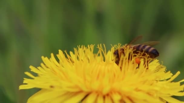春季黄蒲公英花朵上忙碌的蜜蜂采蜜采蜜 而养蜂人蜂箱中的花朵和蜂蜜的授粉和除尘作为有益的昆虫群 — 图库视频影像