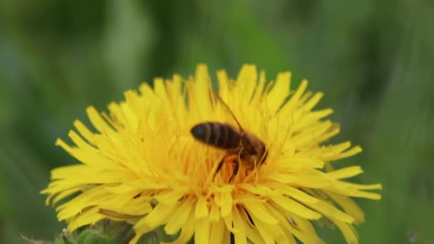 春季黄蒲公英花朵上忙碌的蜜蜂采蜜采蜜 而养蜂人蜂箱中的花朵和蜂蜜的授粉和除尘作为有益的昆虫群 — 图库视频影像
