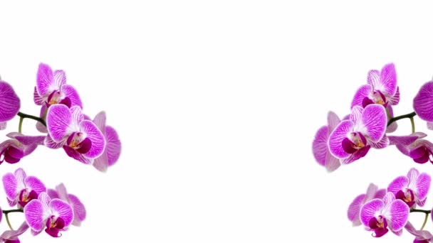 招待状や結婚式や装飾的な結婚式の発表や花束のための多くのコピースペースとエレガントな花のフレームの背景として白い背景にアニメーションピンクの蘭の花 — ストック動画