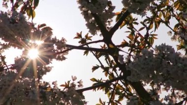 Elma ağaçlarında beyaz çiçekler elma ağacı fidanlığı olan organik meyve ve organik gıda üretimi doğada güzelliği ve yerel tarım arazilerinde sürdürülebilir meyve üretimini gösteriyor.