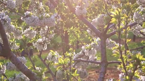White Blossoms Apple Trees Orchard Apple Tree Plantation Organic Fruit — Stock Video