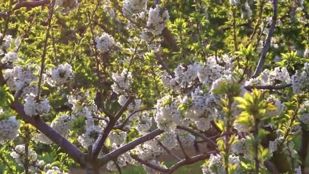 苹果树果园中的白花 为有机水果和有机食品的种植 背光下表现出自然的美丽和当地农田的可持续水果生产 — 图库视频影像
