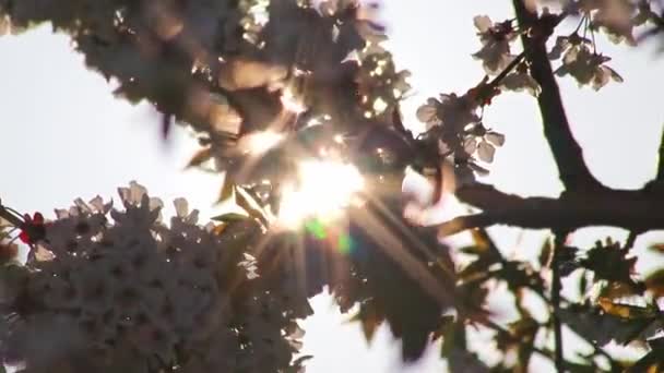 Fehér Virágok Almafákon Gyümölcsöskert Almafákkal Ültetvényekkel Ökológiai Gyümölcsök Ökológiai Élelmiszer — Stock videók