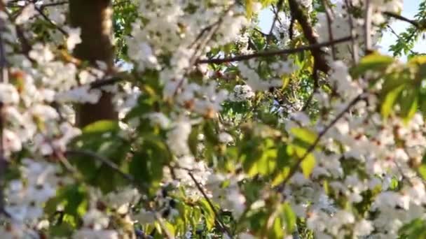 苹果树果园中的白花 为有机水果和有机食品的种植 背光下表现出自然的美丽和当地农田的可持续水果生产 — 图库视频影像