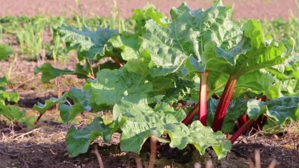 Čerstvé Organické Rebarborové Pole Létě Ukazuje Ekologické Zemědělství Pěstování Rebarbory — Stock video