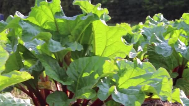 Fresh Organic Rhubarb Field Summer Shows Organic Farming Cultivation Rhubarb — Stock Video