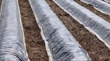Kuşkonmaz tarlasına sahip organik tarım arazileri gümüş folyo koruması altında büyüyen kuşkonmaz çizgileri gösteriyor. Dondan ve soğuk gecelerden korunmak için organik kuşkonmaz sebzesi hasadına hazır.