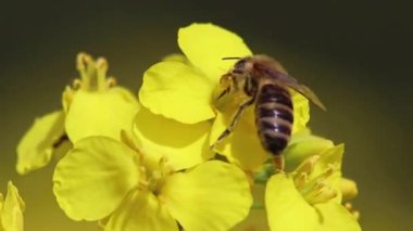Uçan bal arısı organik kolza tarlasında polen topluyor. Kolza tohumu tam gaz ve sarı çiçekler bahar aylarında tozlaşma ve bal üretimi için açıyor.