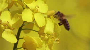 Uçan bal arısı organik kolza tarlasında polen topluyor. Kolza tohumu tam gaz ve sarı çiçekler bahar aylarında tozlaşma ve bal üretimi için açıyor.