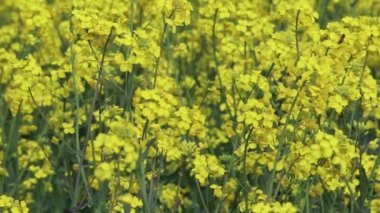 Tam gaz organik kolza tohumu tarlası ve bahar aylarında uçan bal arılarıyla açan sarı çiçekler organik kolza tohumu tarlasında polen topluyor ve sarı çiçekli bal üretimi