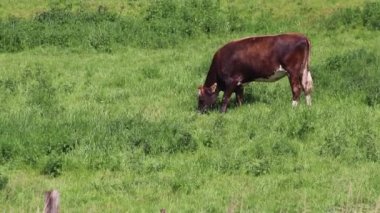 İnek otlatmak ve organik sığır çiftliğinde tarım arazilerinde durmak kırsal ekonomide organik et üretimi ve organik süt endüstrisi ve süt üretimi için otlakta bulunan çiftlik hayvanları gibi.