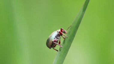 Yeşil böcek Polydrusus formozu ilkbahar çayırında yeşil çimlerde sürünerek makro görüntüde yeşil bulanık arka planda geniş burunlu böcek doğal cennet bahçesinde sürünüyor.