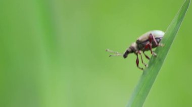 Yeşil böcek Polydrusus formozu ilkbahar çayırında yeşil çimlerde sürünerek makro görüntüde yeşil bulanık arka planda geniş burunlu böcek doğal cennet bahçesinde sürünüyor.