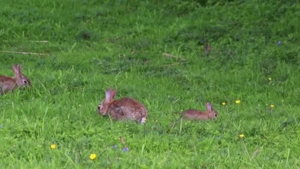 Yeşil Çayırlarda Otlayan Oynayan Genç Tavşanlar Çok Utangaçtırlar Paskalya Tatillerini — Stok video