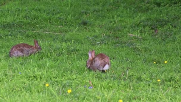 Young Rabbits Grazing Playing Green Meadow Very Shy Represent Easter — Stock Video