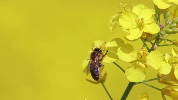 春花盛开 春花黄花盛开 在有机油菜籽地里采蜜 授粉和产蜜 对动物有益 — 图库视频影像