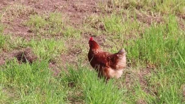 Freilandhühnerfarm Mit Bio Geflügel Und Glücklicher Hühnerhaltung Zeigt Glückliche Hühner — Stockvideo