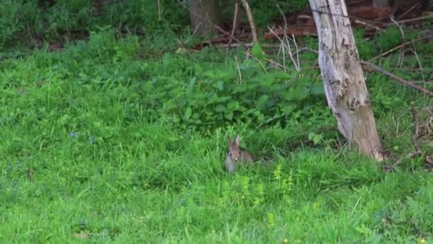 Junge Kaninchen Die Auf Grünen Wiesen Grasen Und Spielen Sind — Stockvideo