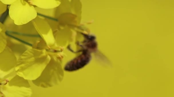 Uçan Bal Arısı Organik Kolza Tarlasında Polen Topluyor Kolza Tohumu — Stok video