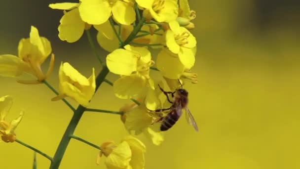 Vliegende Honingbij Verzamelt Stuifmeel Biologisch Koolzaadveld Met Koolzaad Volle Bloei — Stockvideo
